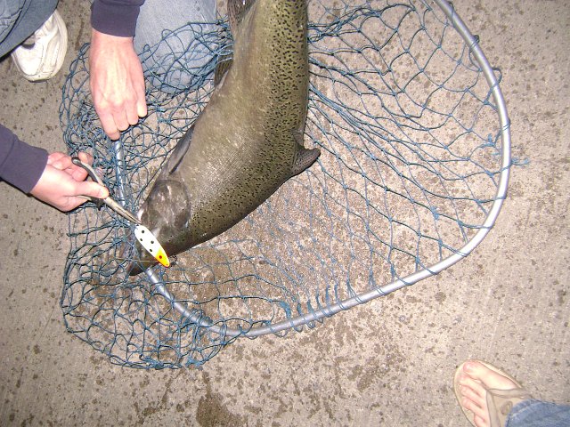 DSC01601.JPG - Another Salmon caught with a Glow Moonshine Lure at night.