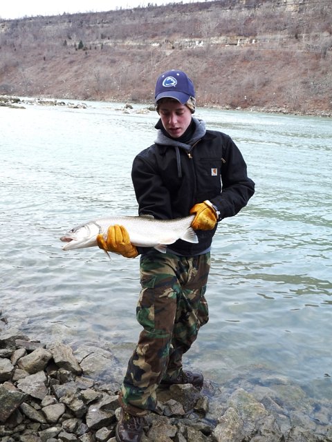 Laker3.jpg - A Lake Trout from the Niagara River - Devil's Hole, in early January.