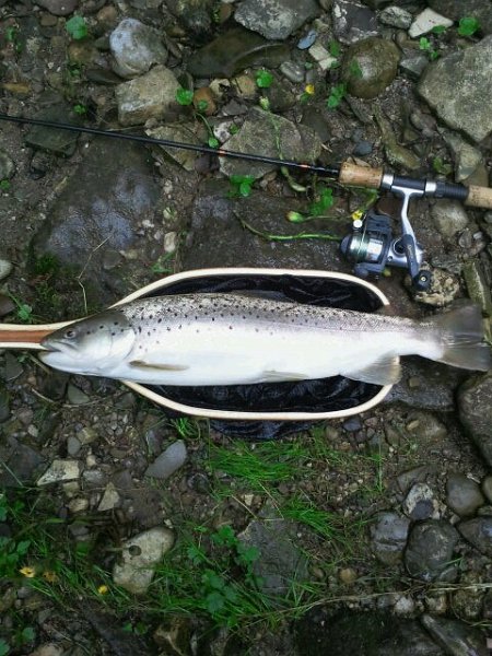2a35df9132eb760c39ae3764efb28785fb29f8ec(1).jpg - Jeff caught this brown trout on the Boyne River near Alliston.