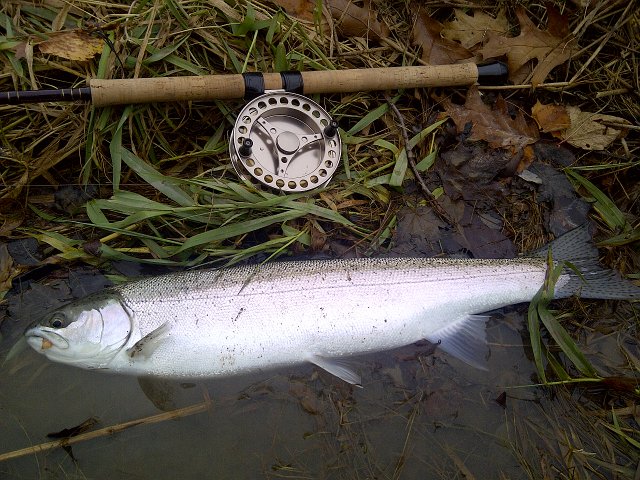 IMG-20121104-00420.jpg - Scott’s Steelhead released for another angler to possibly enjoy.