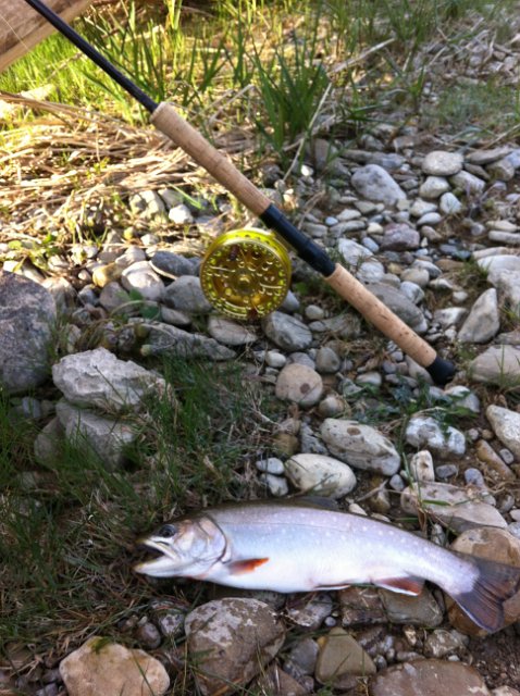 LEE_325235235235.JPG - Lee caught this Brook Trout in the Upper Beaver River.