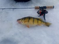 A Lake Simcoe Yellow Perch ...
