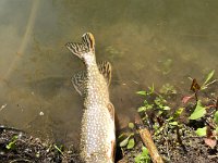 A Thames River Northern Pike ...