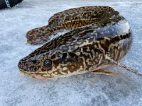 Burbot or Ling Ice Fishing A