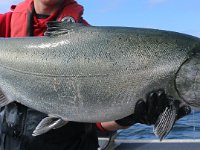 Another Geoff's Chinook Salmon ...