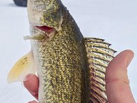 Another nice Belwood Lake Walleye Through the ice ...