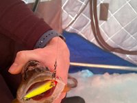 This Walleye ATE this lipless crankbait ...