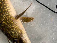 Ice Fishing for Northern Pike with a Lipless Crankbait through the ice ...