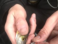 This GREADY small Perch wasn't much bigger than the BAIT!