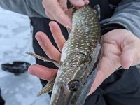 A Northern Pike through the Ice ...