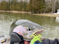 Josh's Saugeen River Spring Steelhead ... Who says tubes are just for bass?