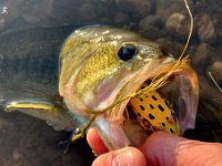 Jordan's Topwater Weedless Frog Largemouth Bass ...