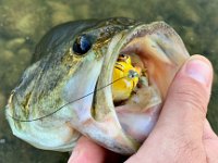 Jordan's Topwater Weedless Frog Largemouth Bass ...