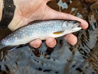 A Beautiful Resident Brook Trout ...