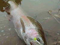 A Saugeen River Steelhead caught on a Custom HLS UV Saugeen Blow Steelhead Bead ...