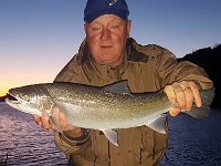 Another of Steve's Lower Maitland River Fall-Time Steelhead ...