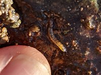A Upper Grand River Tan Caddis Larvae ...
