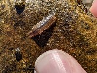 A Upper Grand River Isopod ...