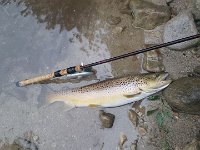 A Beaver River Resident Brown Trout ...