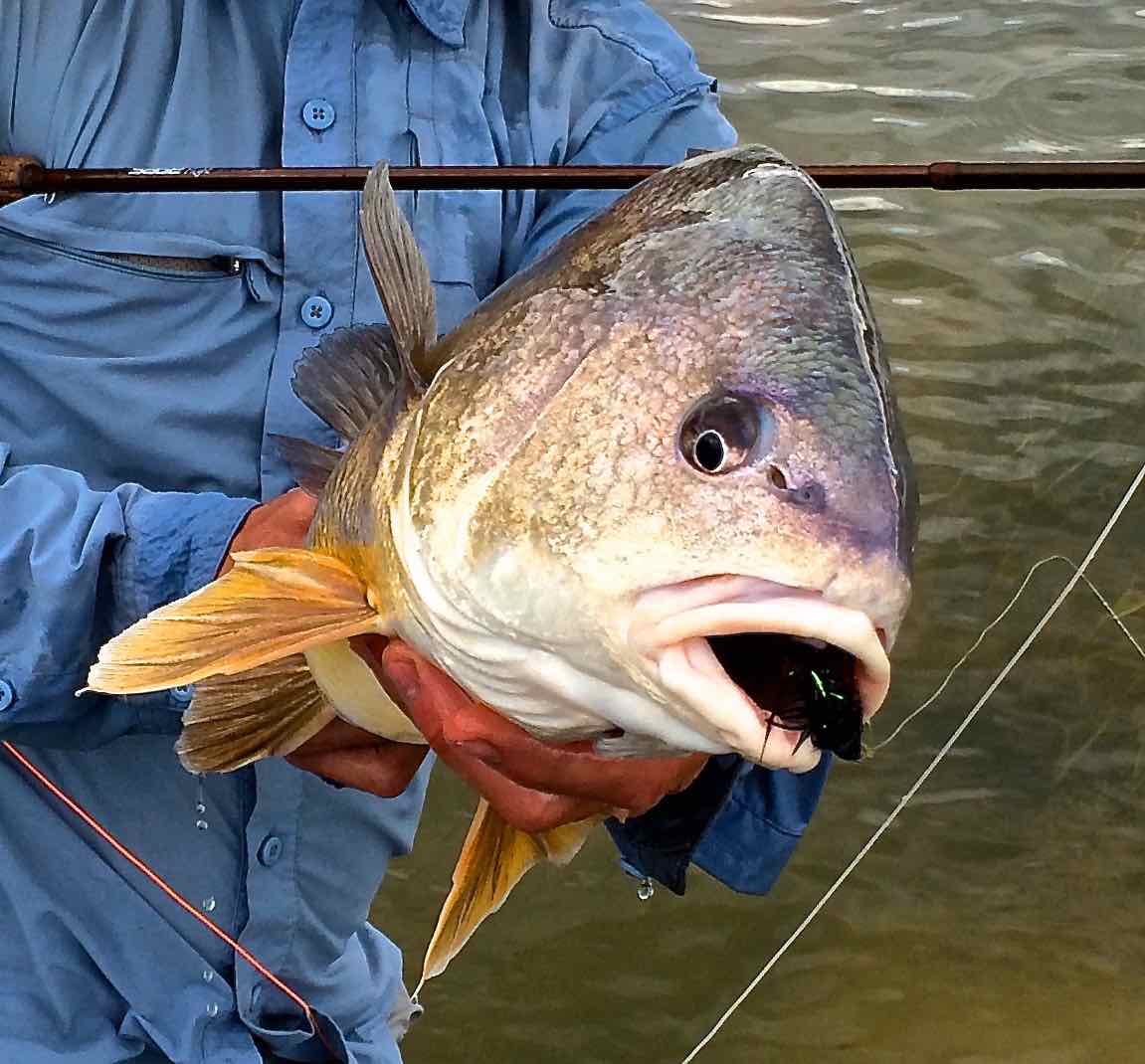 kevin-saugeen-river-freshwater-drum-sheephead-juune-2016-ddd-hook