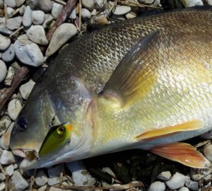 A Sheephead or Freshwater Drum from the Maitland River with a Storm Lipless Crankbait.