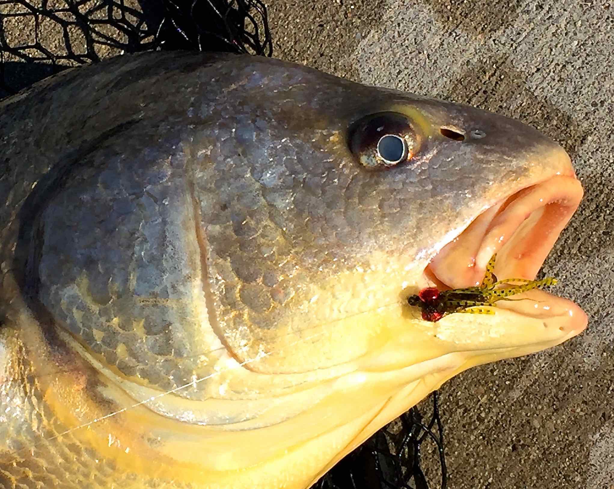 Freshwater Drum Or Sheephead