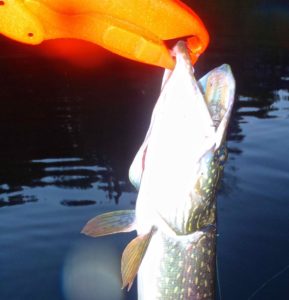 A Floating Fish Gripper used effectively o manage a Northern Pike.