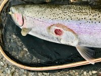 A Bighead River Steelhead with severe Lamprey Damage ...