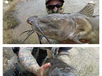 This Saugeen River Catfish only has one eye !