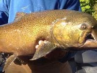 A mature spawning Chinook Salmon with massive upper jaw damage.