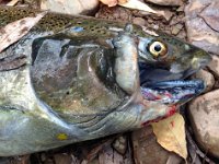 A mature spawning Chinook Salmon with maxillary damage.