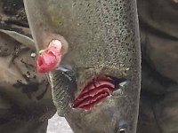 A Chinook Salmon with massive Lamprey damage.