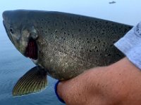 A Lake Ontario Chinook Salmon with a severely samaged gill plate ... Still alive and doing extremely well !!