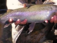 A Fan-Tailed Steelhead.