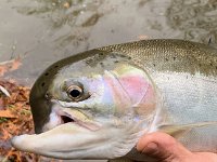 ... This mature Steelhead is very Healthy despite MASSIVE top Jaw damage ...