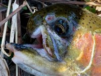 ... This mature Steelhead is very Healthy despite MASSIVE top AND BOTTOM Jaw damage ...