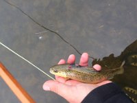 This Grand River Stocker was obviosly "pierced" by a Crane or Osprey Talon, but survived and was eating a caddis fly.