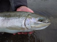 A Lake Ontario Steelhead with a Severely Damaged Maxillary.