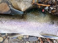 A "Humpback" Steelhead ...