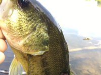 This Largemouth Bass survived a DIRECT Heron strike and was still hungry! ;-)