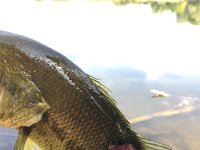 This Largemouth Bass survived a DIRECT Heron strike and was still hungry! ;-)