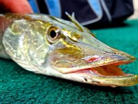 A Northern Pike with TWO HORNS!