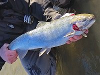 A Returning Port Hope, Ganaraska River Spring Migartory Steelhead Survived without a Gill Plate.