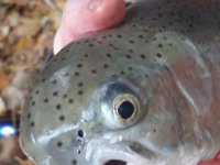 A Maitland River Steelhead with a severly damaged Nose.