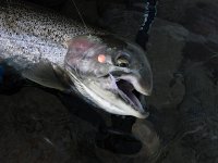 ... This mature Steelhead is very Healthy despite MASSIVE top Jaw damage ...