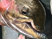 ... This mature Steelhead is very Healthy despite MASSIVE top Jaw damage ...