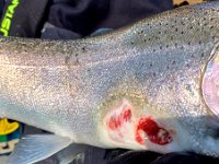 A Niagara River Steelhead with SEVERE Lampray Damage ...