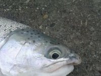 A Small Great Lakes Steelhead with a Deformed Lower Jaw.