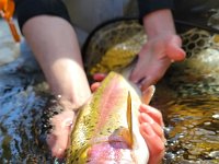 Alex's Upper Credit River Rainbow Trout ...