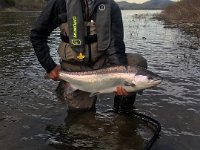 Bob's Restigouche Bright Atlantic Salmon ...